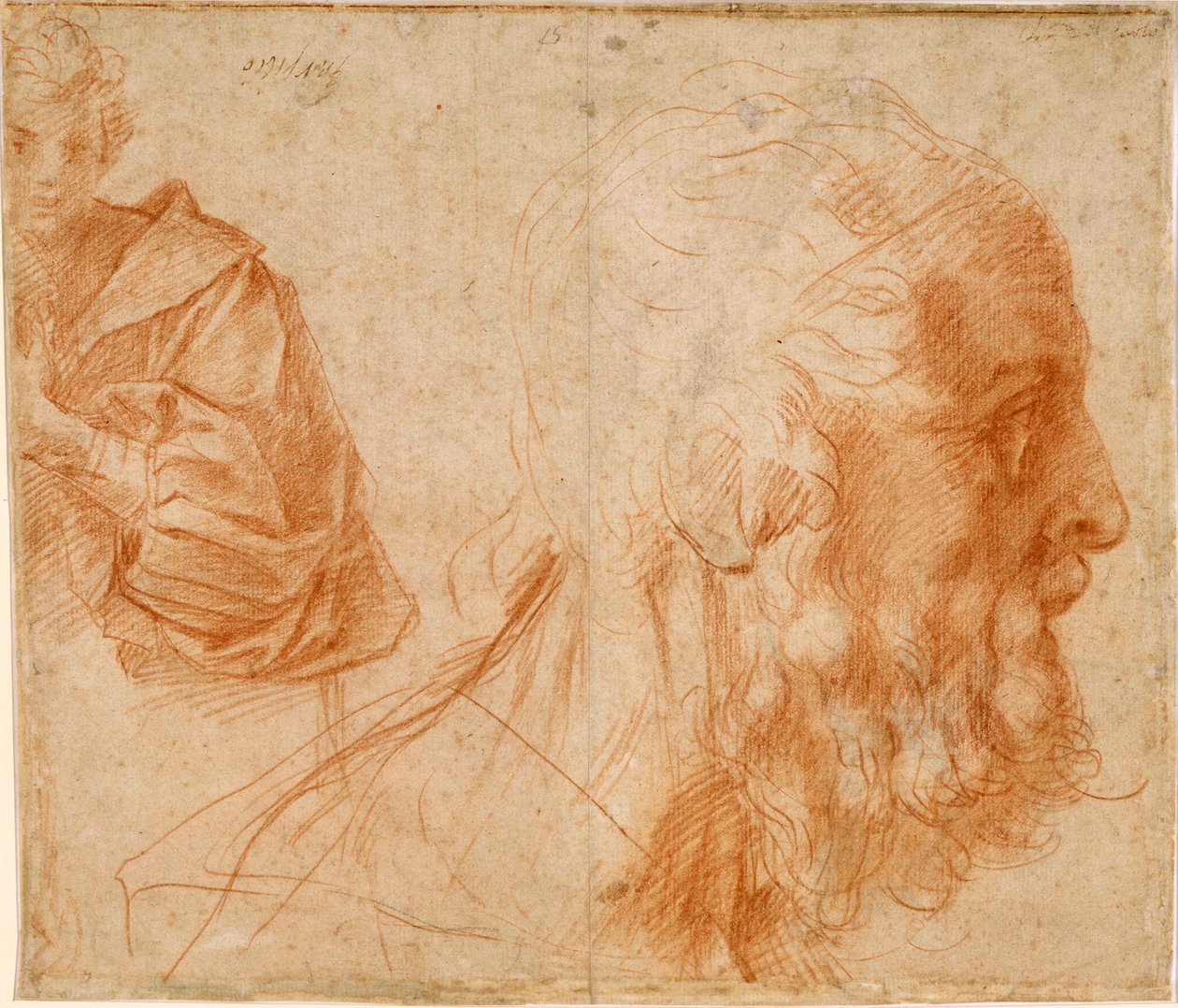 ""Fiatal ember és egy öregember feje, valószínűleg Homérosz"" (Egy fiatal és egy öregember feje (Homérosz?)) Andrea del Sarto (1486-1531) vörös kréta rajza. Mérete 23,9x27,7 cm, Sanguine tanulmány papíron kb 1521 Staatliche Museen, Berlin alkotó: Andrea del Sarto