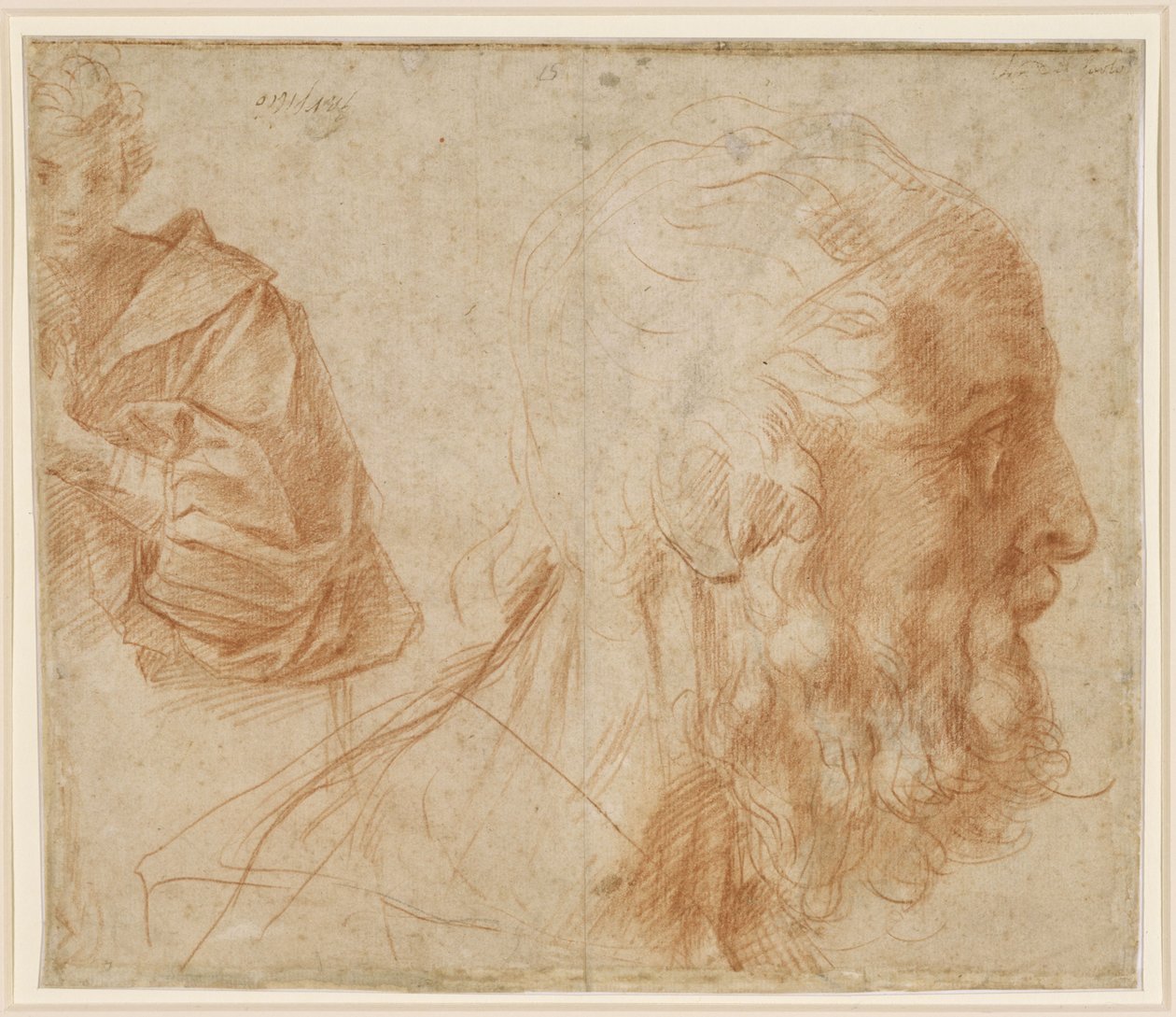 Vázlatlap, amelyen egy fiatalember és egy öregember feje látható jobbra nézően (Homer) alkotó: Andrea del Sarto