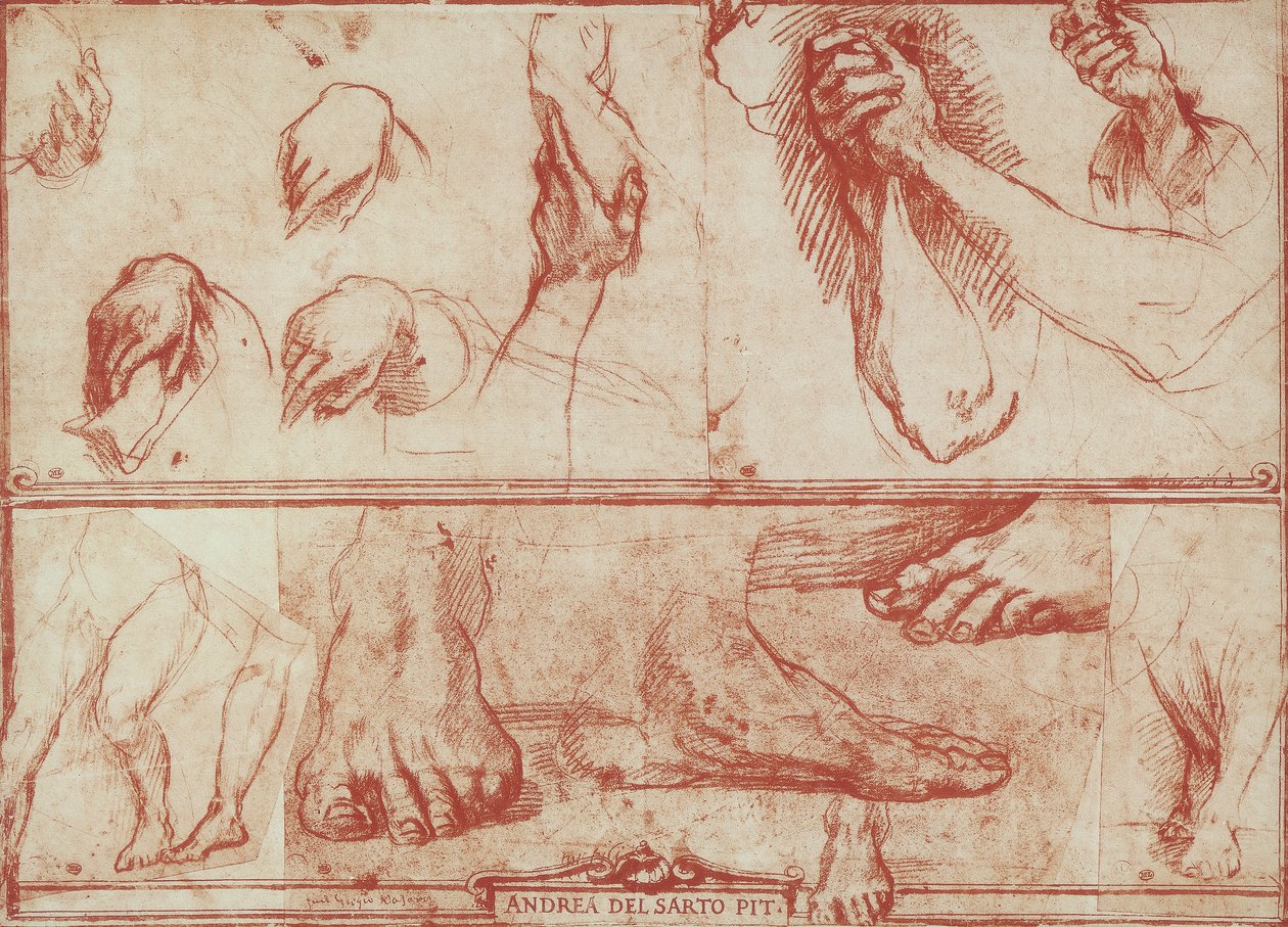 A kezek és lábak tanulmányozása San Salvi utolsó vacsorájára alkotó: Andrea del Sarto