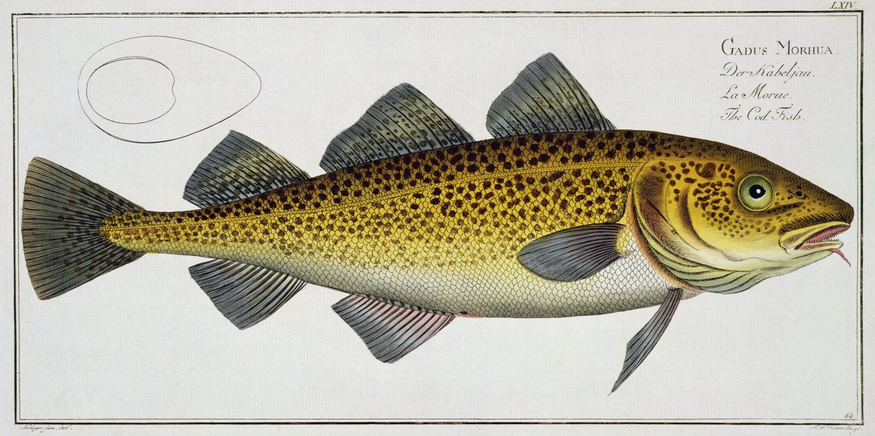 A tőkehal (Gadus Morhua) LXIV. lemeze az „Ichthyology, avagy a halak általános és sajátos természetrajza” című könyvéből, Marcus Elieser Bloch (1723-99), megjelent 1785-99 körül. alkotó: Andreas Ludwig Kruger
