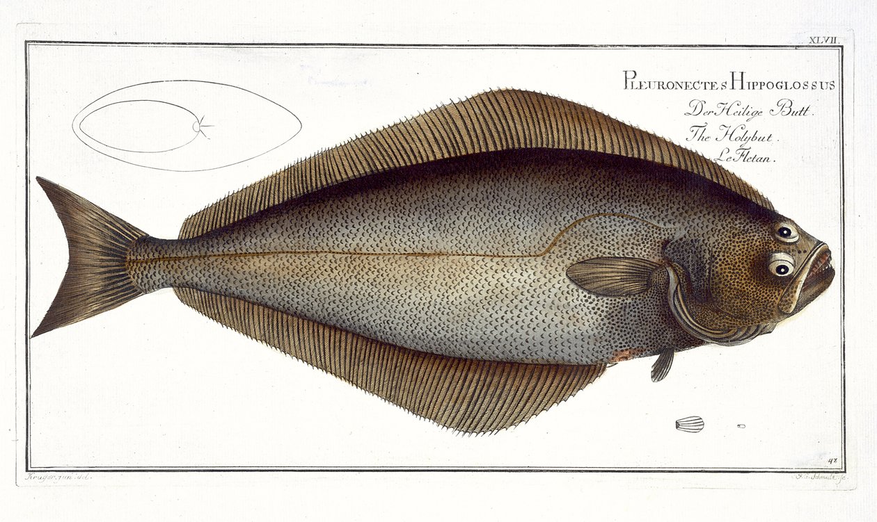 Halibut (Pleuronectes Hippoglossus) XLVII. lemez az „Ichthyologie, ou histoire naturelle generale et specifice des poisson”-ból, Marcus Elieser Bloch (1723-99), metszett F. G. Schmidt, megjelent alkotó: Andreas Ludwig Kruger