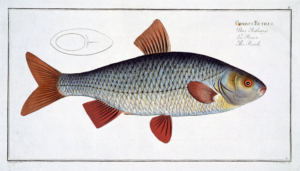 Roach (Cyprinus R utilis) II. tábla az „Ichthyologie, ou histoire naturelle generale et specifice des poisson”-ból, Marcus Elieser Bloch (1723-99), vésette Gabriel Bodenehr (1673-1766), kiad. alkotó: Andreas Ludwig Kruger