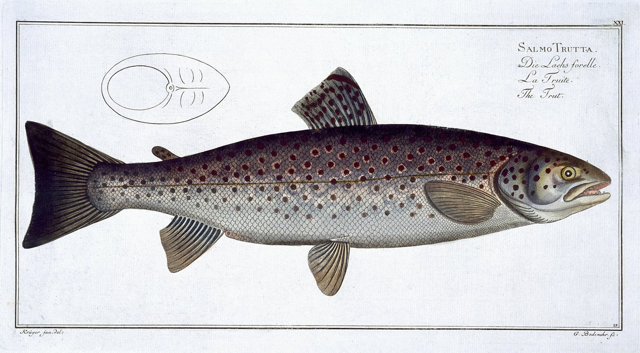 Tengeri pisztráng (Salmo Trutta) XXI. lemez az „Ichthyologie, ou histoire naturelle generale et specifice des poisson”-ból, Marcus Elieser Bloch (1723-99), vésette Gabriel Bodenehr (1673-1766), kiad. alkotó: Andreas Ludwig Kruger