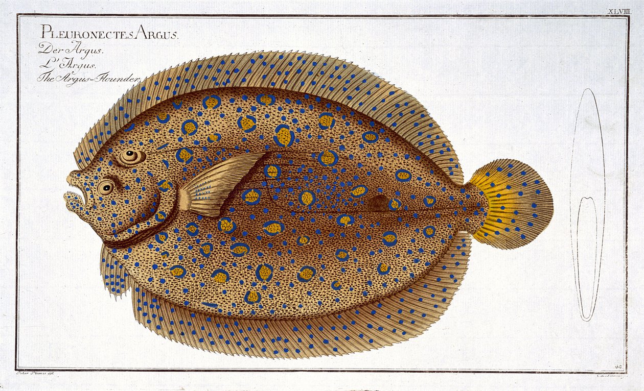 Az argus lepényhal (Pleuronectes Argus) XLVIII. lemeze az „Ichthyologie, ou histoire naturelle generale et specifice des poisson”-ból, Marcus Elieser Bloch (1723-99), vésette Gabriel Bodenehr (1 alkotó: Andreas Ludwig Kruger