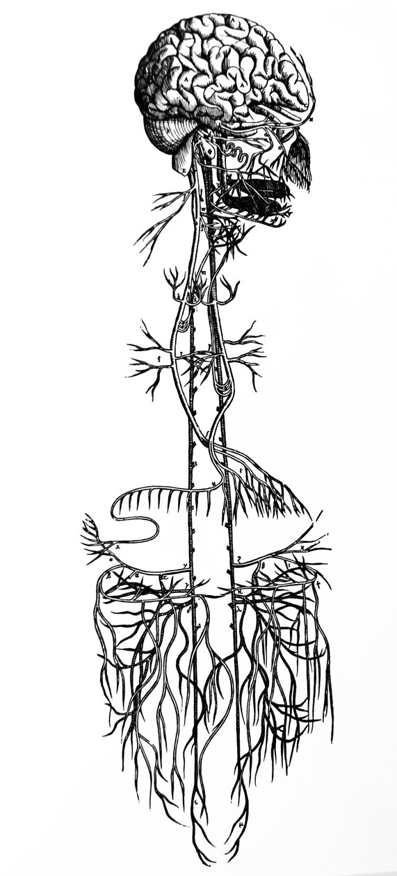 A tányérok a De Humani Corporis Fabrica negyedik könyvéből alkotó: Andreas Vesalius