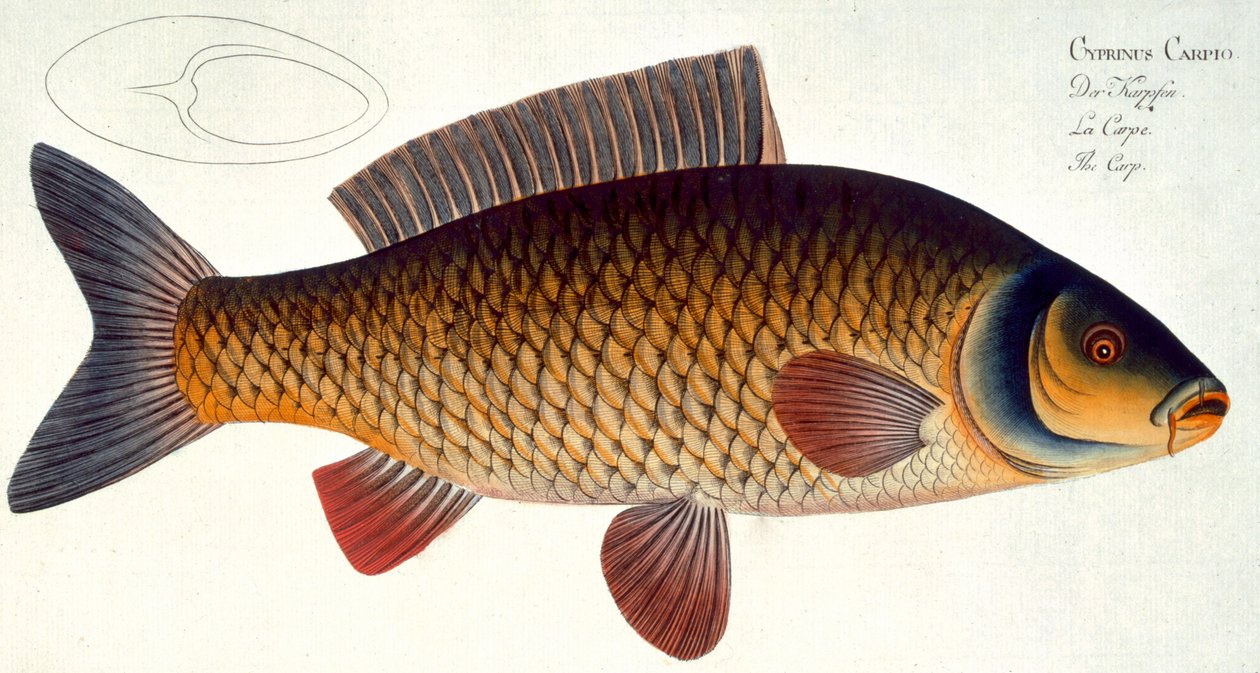 Ponty (Cyprinus Carpio) XVI. lemez az „Ichthyologie, ou histoire naturelle generale etspecial des poisson”-ból, Marcus Elieser Bloch (1723-99), vésette Gabriel Bodenehr (1673-1766), kiad. alkotó: Andreas Ludwig Kruger