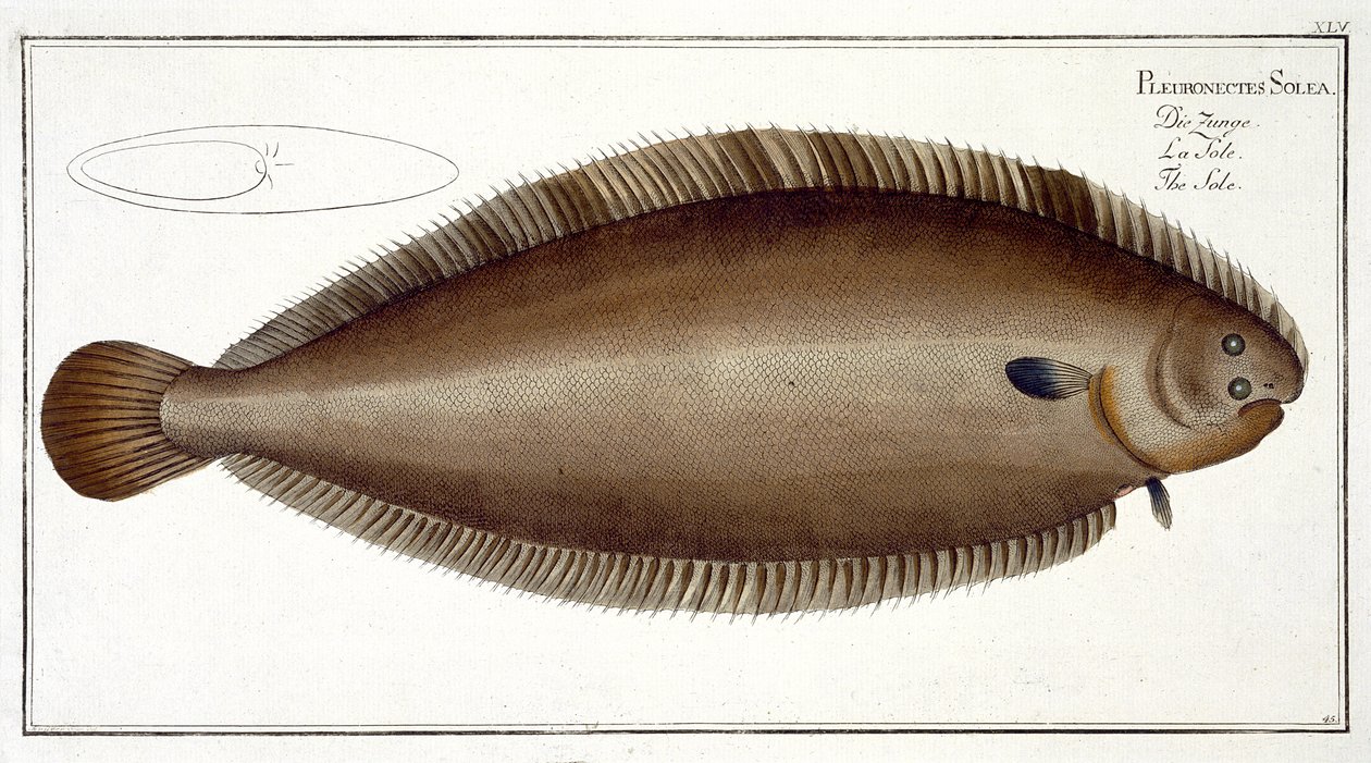 Dover Sole (Solea Solaea) XLV. tábla az „Ichthyologie, ou histoire naturelle generale et specifice des poisson”-ból, Marcus Elieser Bloch (1723-99), metszett: Gabriel Bodenehr (1673-1766), publis alkotó: Andreas Ludwig Kruger
