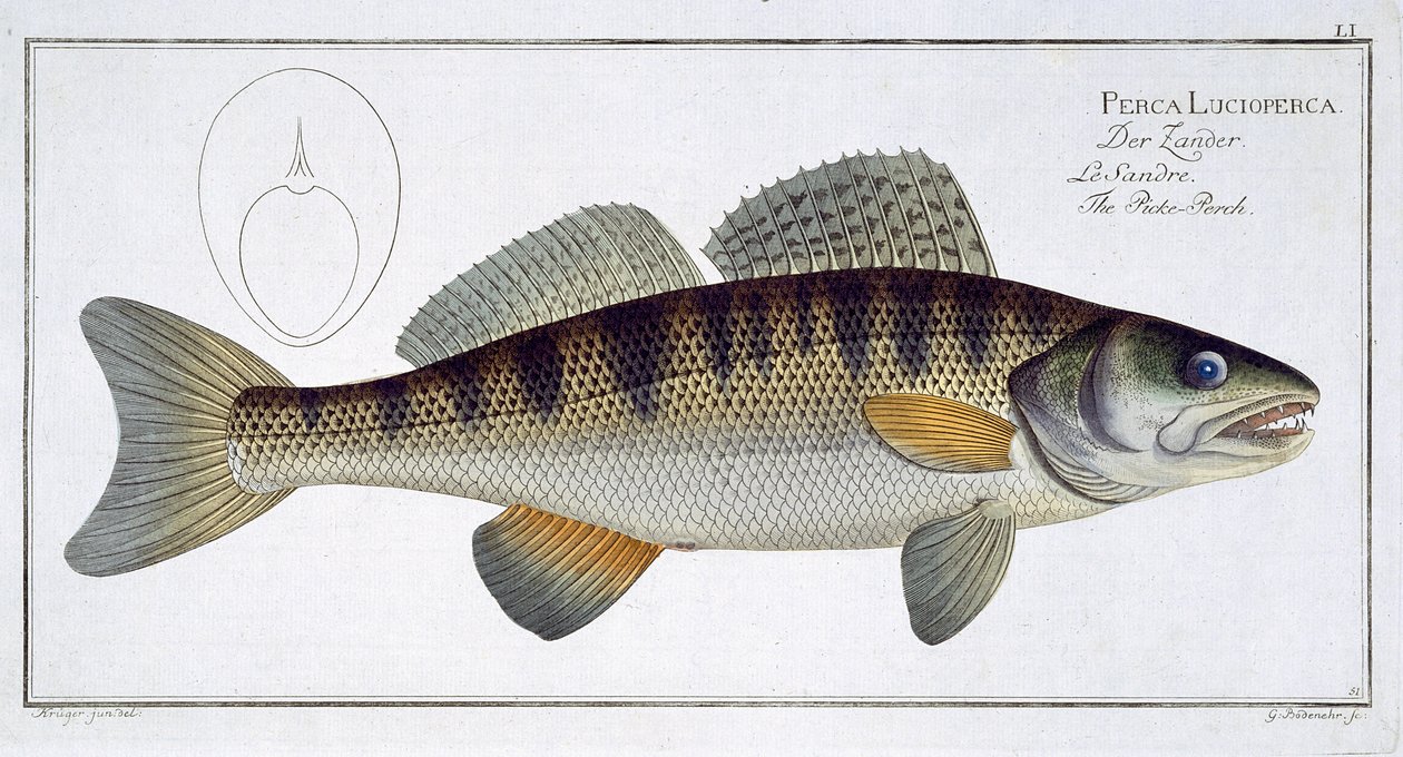 Süllő (Perca lucioperca) LI tányér az „Ichthyologie, ou histoire naturelle generale et specifice des poisson”-ból, Marcus Elieser Bloch (1723-99), metszett: Gabriel Bodenehr (1673-1766), kocsma alkotó: Andreas Ludwig Kruger