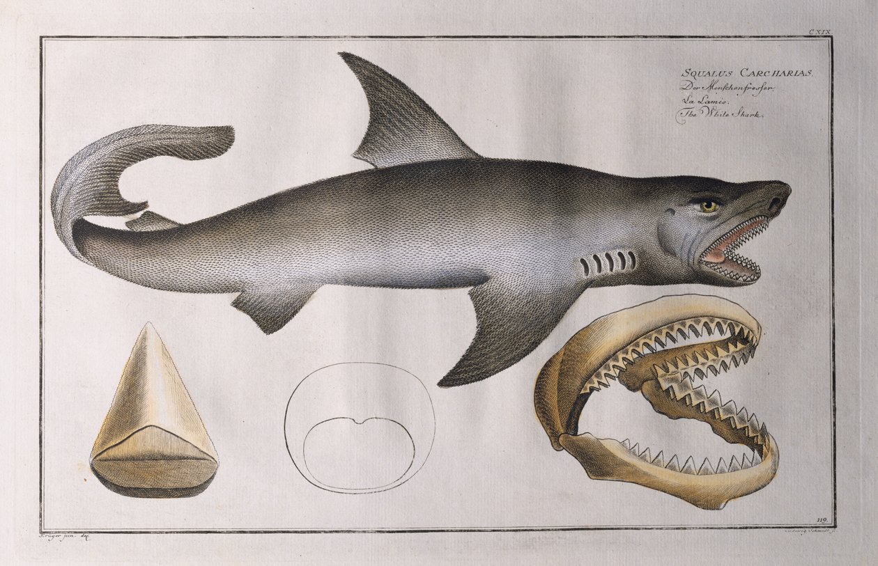 Fehér cápa: kocsma. Fekete, 1790 körül alkotó: Andreas Ludwig Kruger