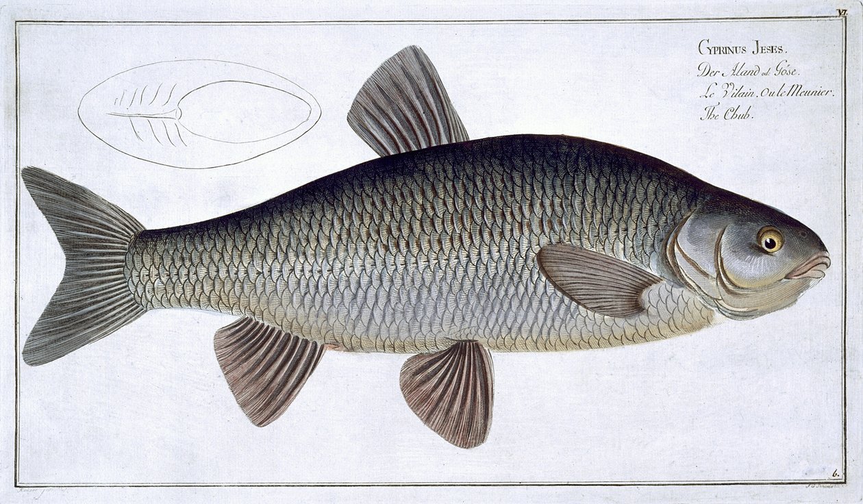 Chub (Cyprinus Jeses) VI. tábla az „Ichthyologie, ou histoire naturelle generale et specifice des poisson”-ból, Marcus Elieser Bloch (1723-99), vésette Gabriel Bodenehr (1673-1766), kiadva c. alkotó: Andreas Ludwig Kruger