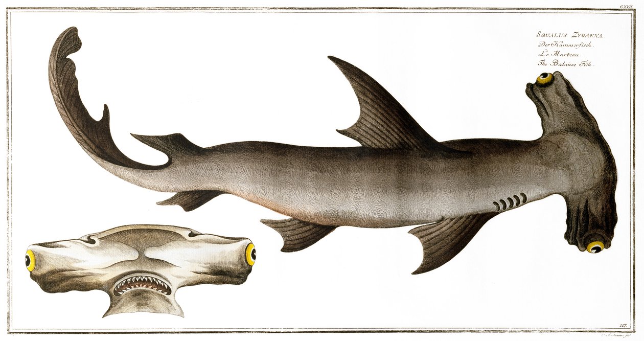 Hammerhead Shark (Balance Fish), kiadó: Black, 1790 körül (nyomtatott) alkotó: Andreas Ludwig Kruger
