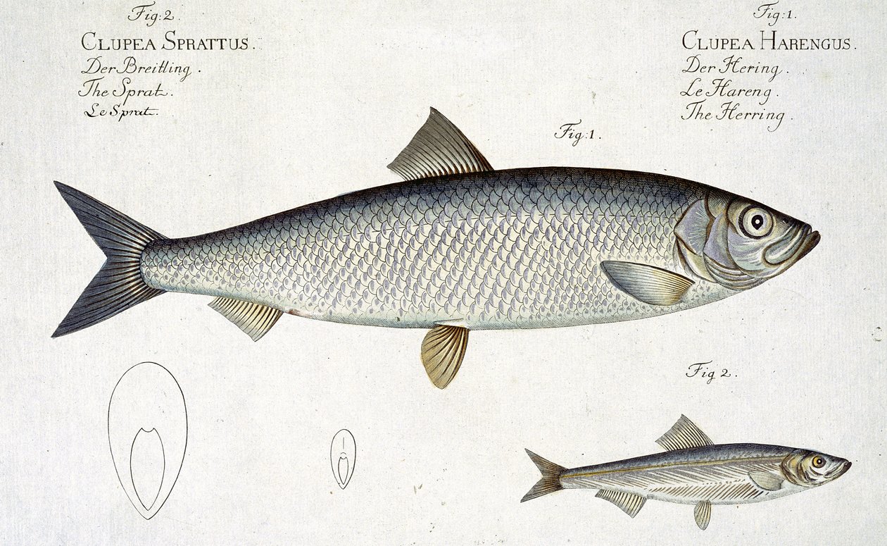 Hering (Clupea Harengus) (1. ábra) és spratt (Clupea Sprattus) XXIX. tábla az „Ichthyologie, ou histoire naturelle generale et particuliere des poissons”-ról, Marcus Elieser Bloch (1723-99), metszett alkotó: Andreas Ludwig Kruger