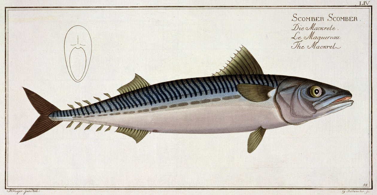 Makréla (Scomber Scomber) LIV lemez az „Ichthyologie, ou histoire naturelle generale etspecial des poisson”-ból, Marcus Elieser Bloch (1723-99), vésette Gabriel Bodenehr (1673-1766), publ. alkotó: Andreas-Ludwig Kruger