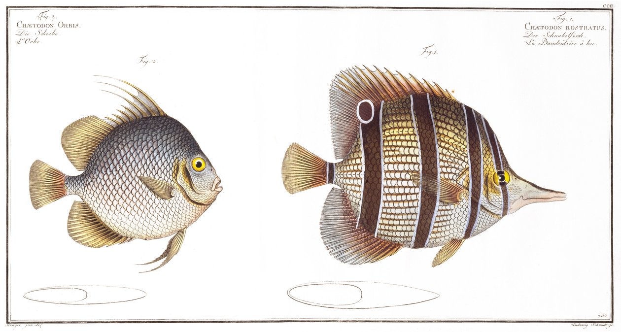 Orb fish: and Billed fish, kiadó: Black, 1790 körül (nyomtatott) alkotó: Andreas Ludwig Kruger