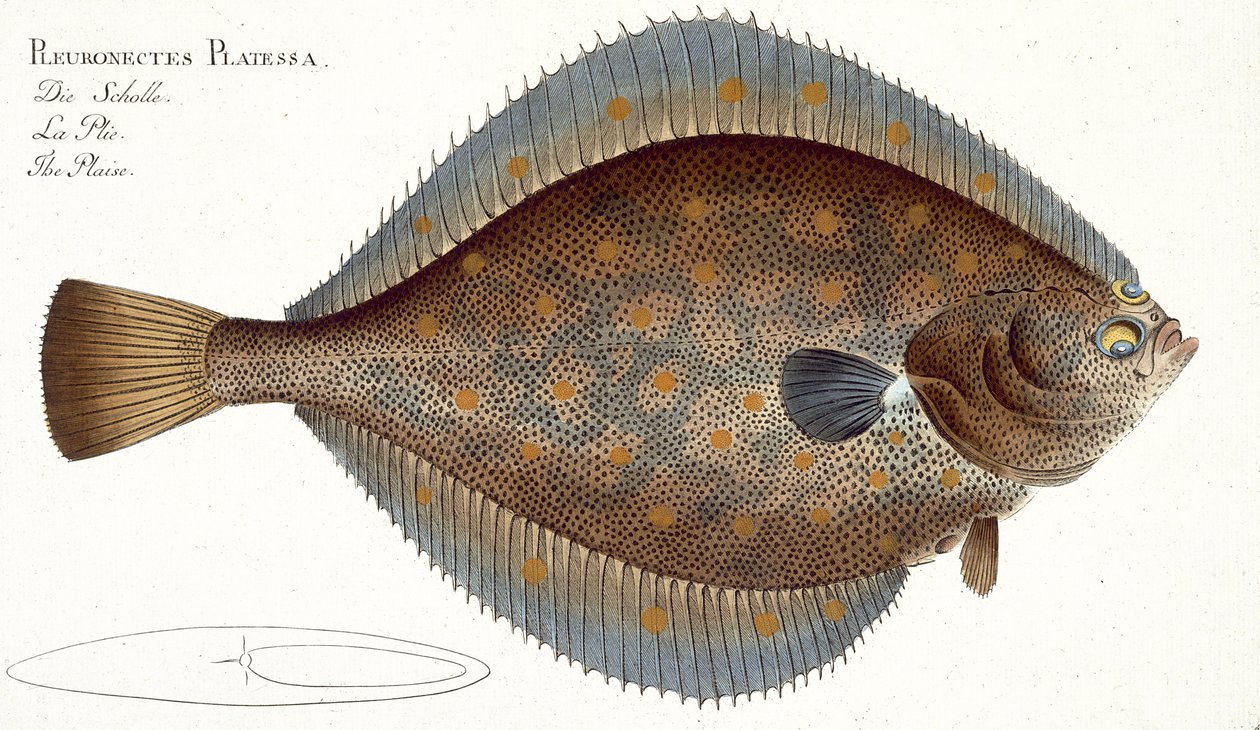 Sima lepényhal (Pleuronectes Platessa) XLII. lemeze az „Ichthyology, avagy a halak általános és sajátos természetrajzából” Marcus Elieser Bloch (1723–1799), publikálása 1785–1799 körül. alkotó: Andreas Ludwig Kruger