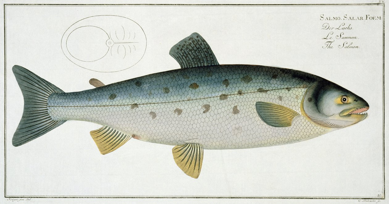 Lazac (Salmo Salar) XX. tábla az „Ichthyologie, ou histoire naturelle generale etspecial des poisson”-ból, Marcus Elieser Bloch (1723-99), vésette Gabriel Bodenehr (1673-1766), megjelent c. alkotó: Andreas Ludwig Kruger