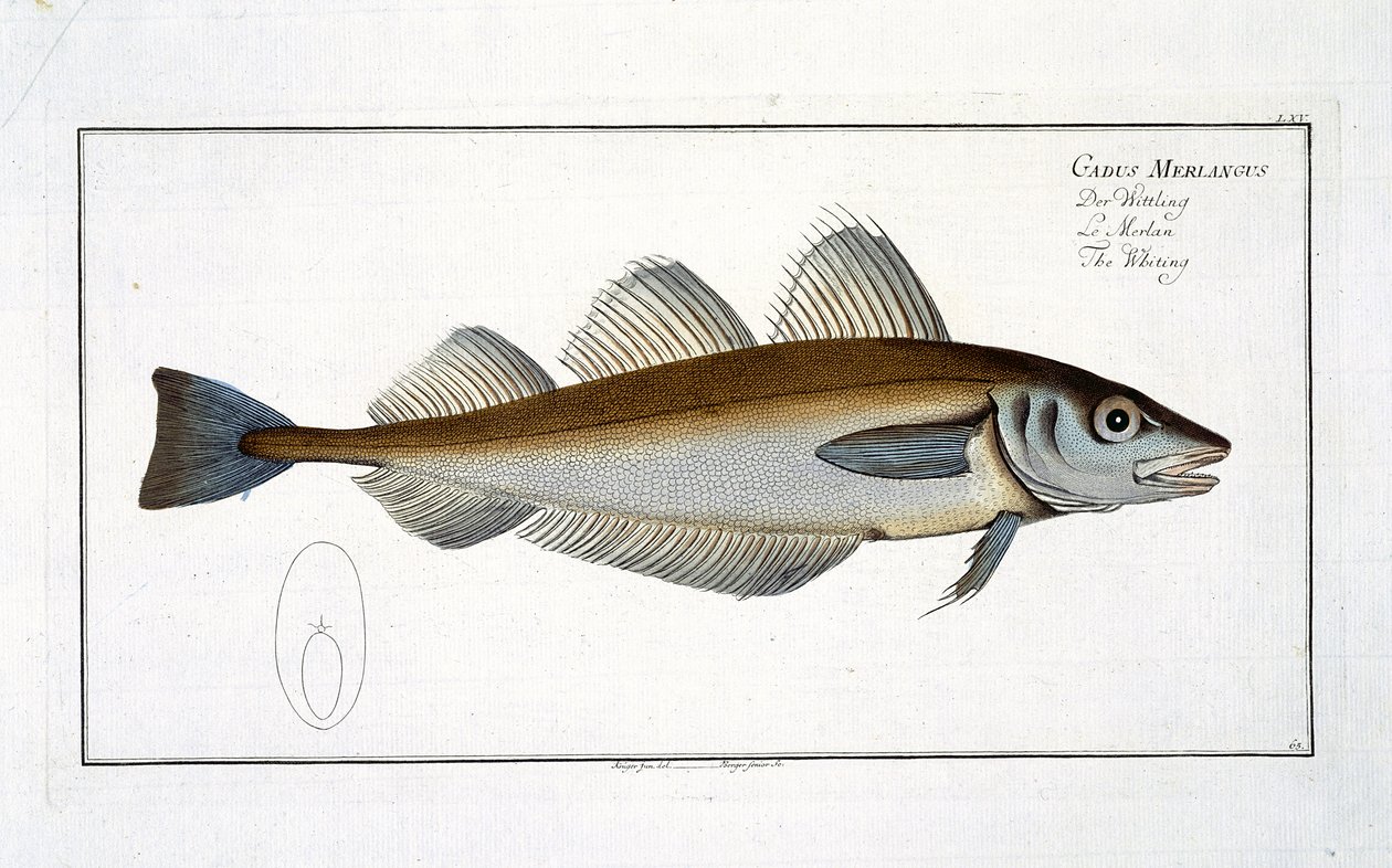 Vékonybajszú (Gadus Merlangus) LXV. lemez az „Ichthyology, vagy a halak általános és sajátos természetrajzából” Marcus Elieser Bloch (1723–1799), publikálása 1785–1799 körül. alkotó: Andreas Ludwig Kruger