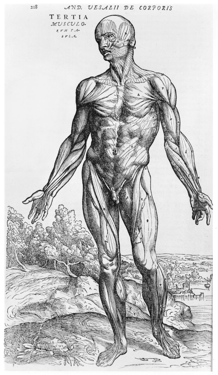 Anatómiai tanulmány, illusztráció Andreas Vesalius (1514-64) "De Humani Corporis Fabrica" című művéből, Bázel, 1543. alkotó: Andreas Vesalius