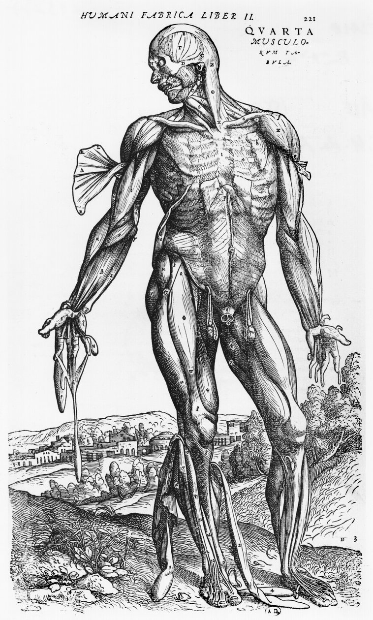 Anatómiai tanulmány, illusztráció a „De Humani Corporis Fabrica”-ból, Andreas Starr (1514-64) Basel, 1543 alkotó: Andreas Vesalius