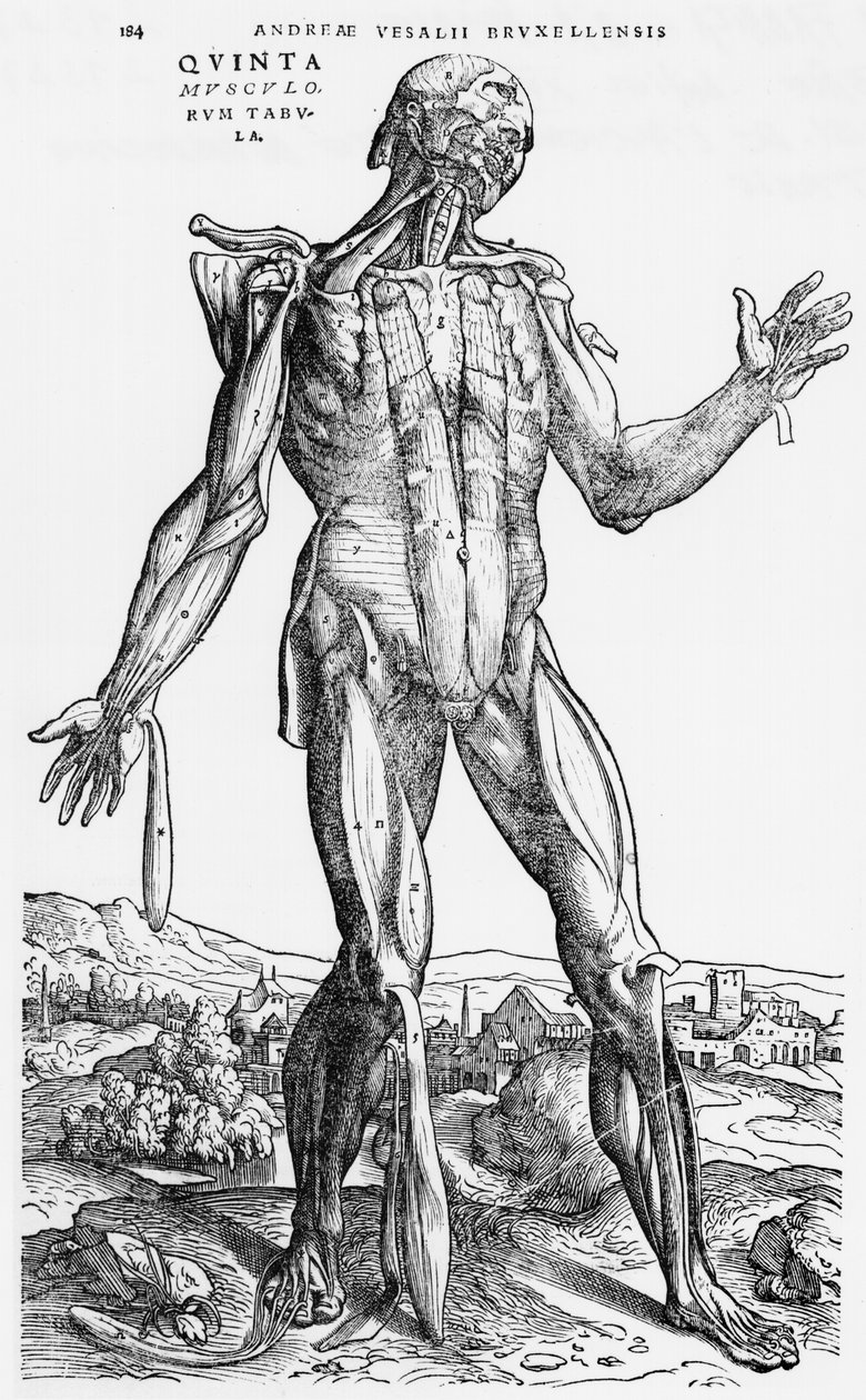 Anatómiai tanulmány, illusztráció a „De Humani Corporis Fabrica”-ból, Andreas Starr (1514-64) Basel, 1543 alkotó: Andreas Vesalius