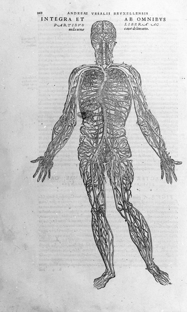 Andrea Vesalio (1514-1564), V. Károly orvosa alkotó: Andreas Vesalius