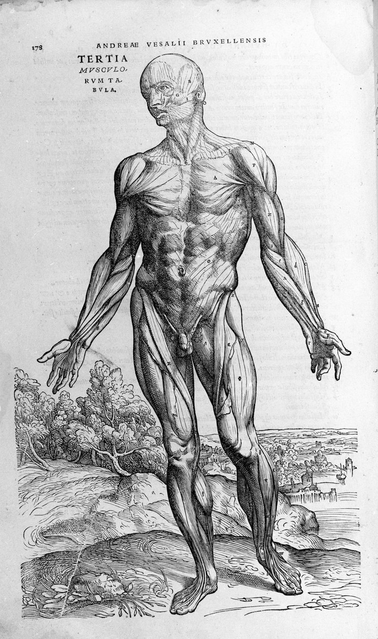 Andrea Vesalio (1514-1564), V. Károly orvosa alkotó: Andreas Vesalius