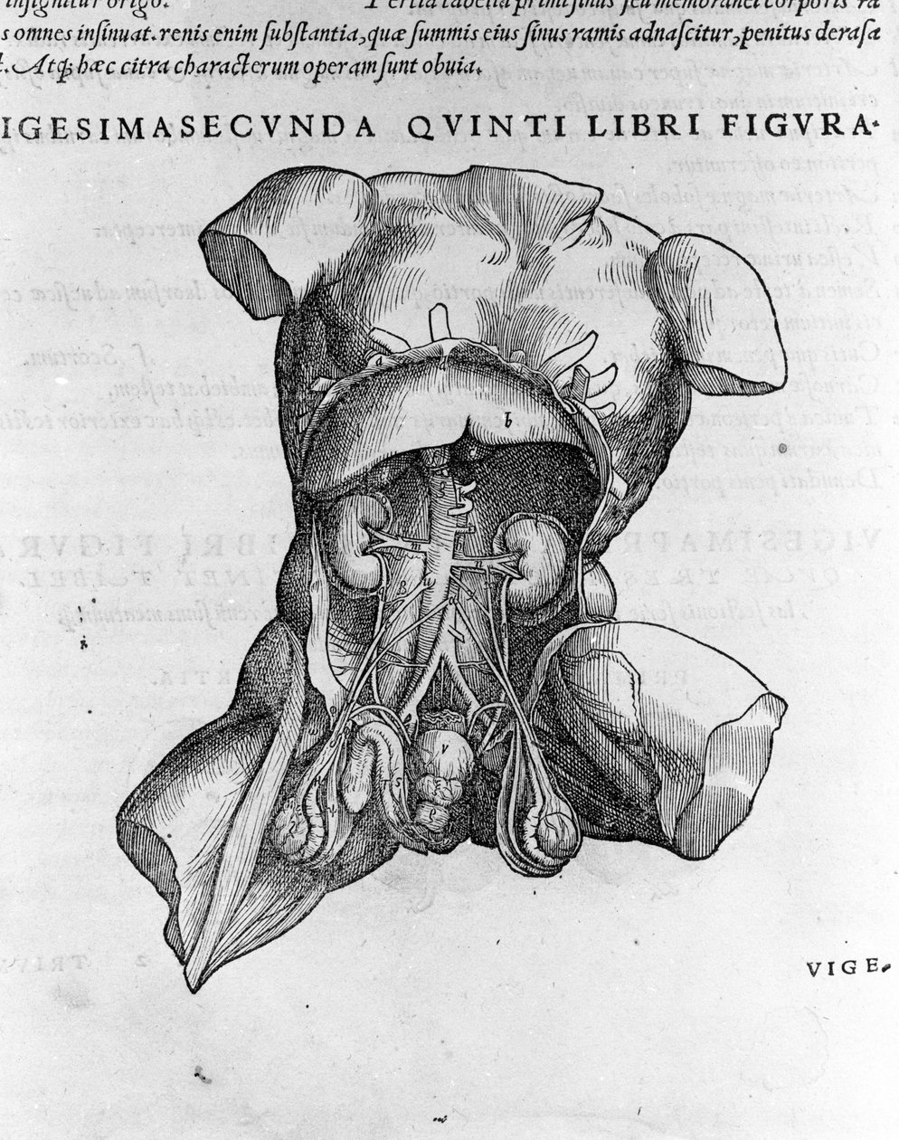 Andrea Vesalio (1514-1564), V. Károly orvosa alkotó: Andreas Vesalius