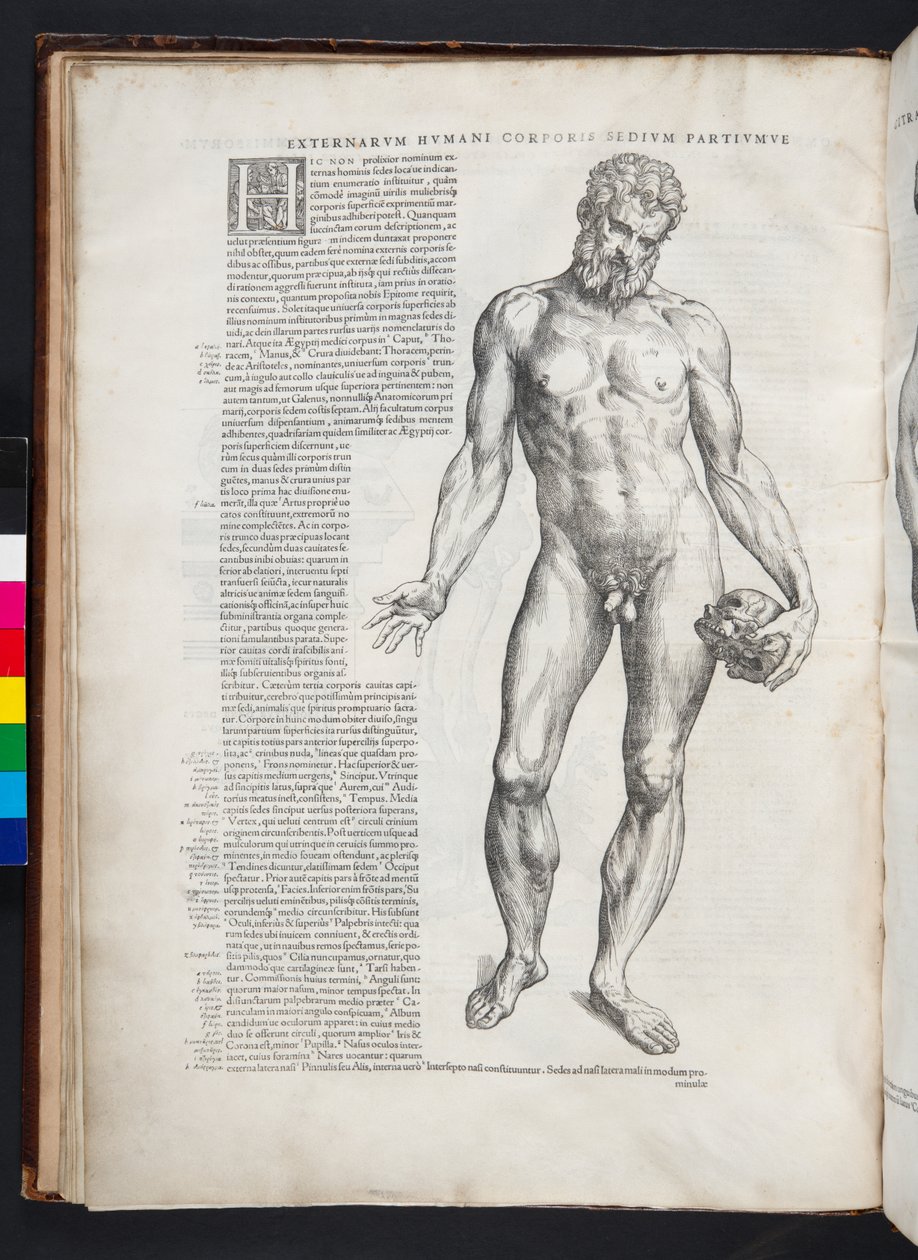 Hercules, illusztráció: „Az emberi test megtestesítője”, Bázel, 1543 alkotó: Andreas Vesalius