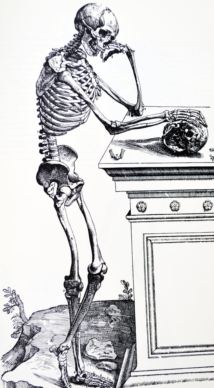 Emberi csontváz koponyával a kezében. Vesalius "De Humani Corporis Fabrica"-ból. Lehetséges favágó: Jan von Calcar alkotó: Andreas Vesalius