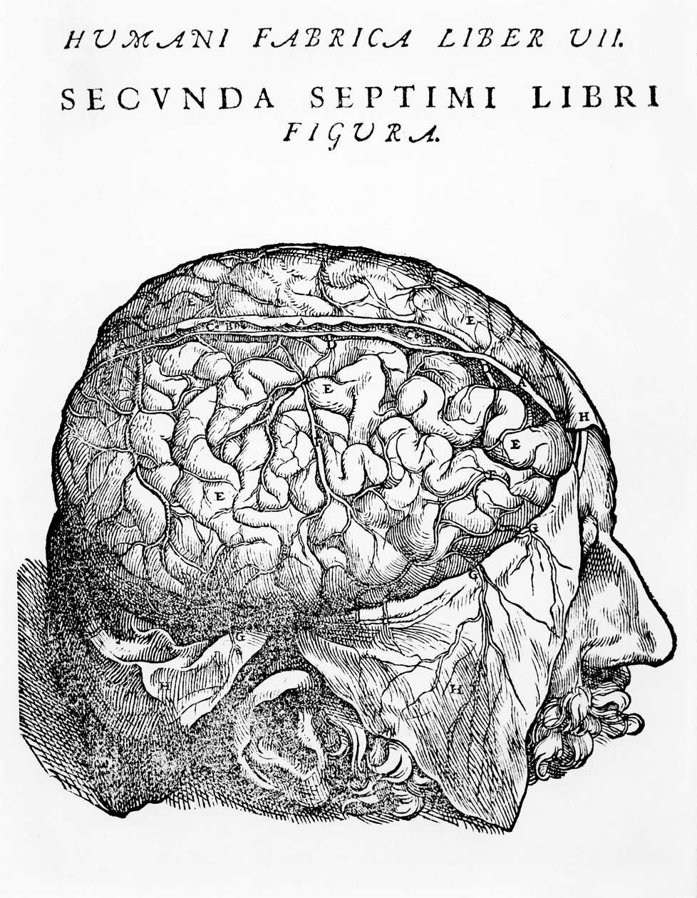 Az agy, illusztráció Andreas Starr „The Epitome of the Human Body” című művéből, Bázelben, 1543 alkotó: Andreas Vesalius