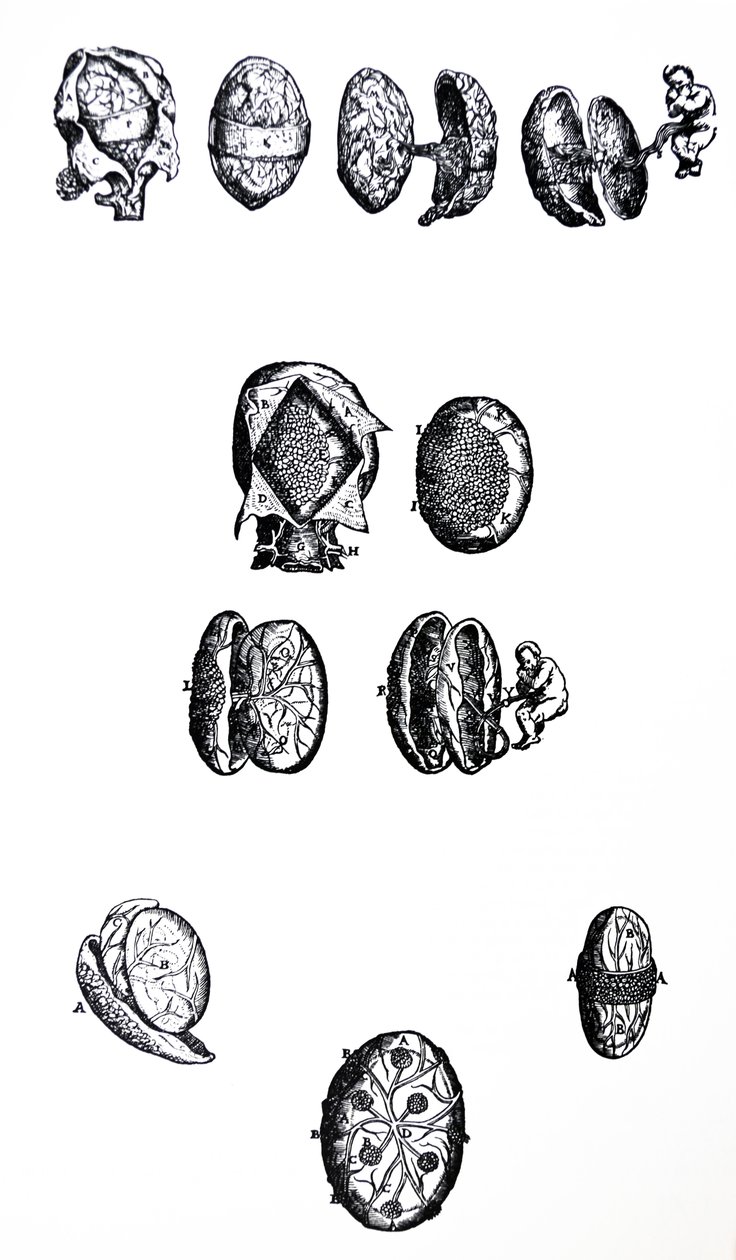A De Humani Corporis Fabrica ötödik könyvének táblái alkotó: Andreas Vesalius