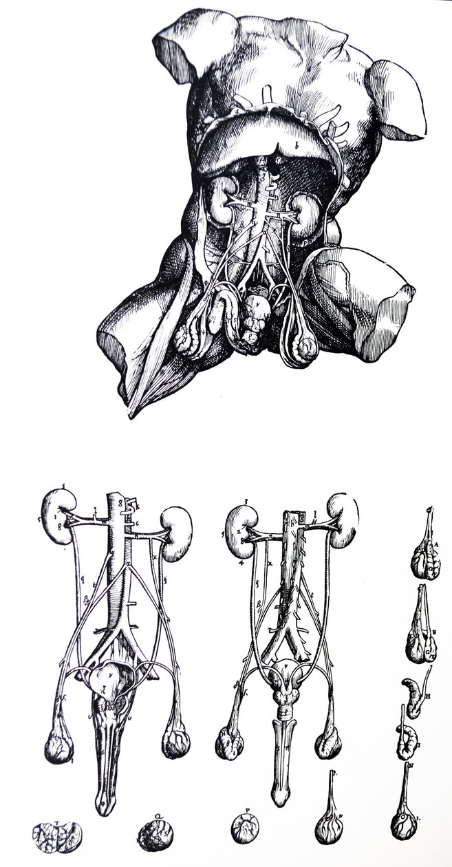 A De Humani Corporis Fabrica ötödik könyvének táblái alkotó: Andreas Vesalius