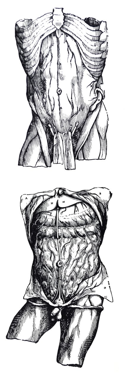 A De Humani Corporis Fabrica ötödik könyvének táblái alkotó: Andreas Vesalius
