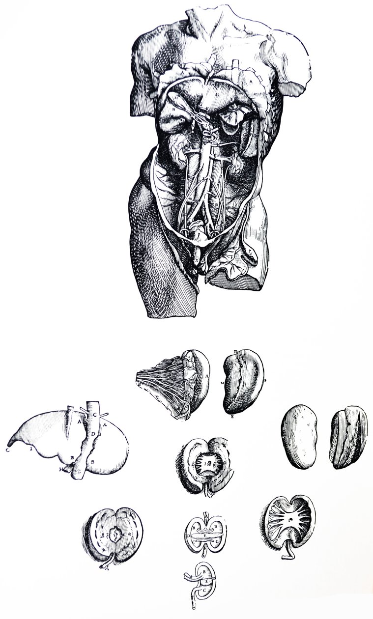 A lemezek a De Humani Corporis Fabrica ötödik könyvéből alkotó: Andreas Vesalius