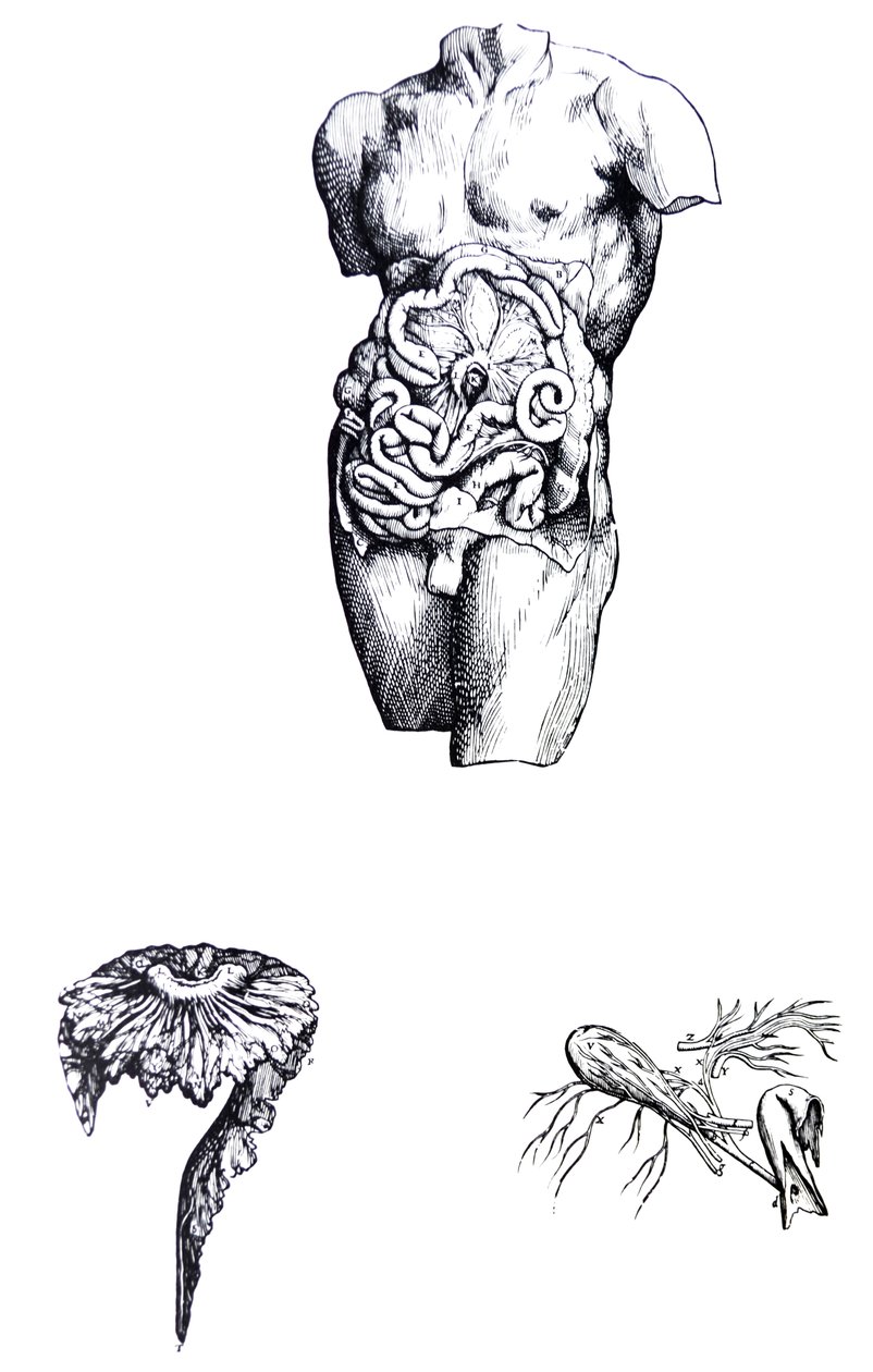 A lemezek a De Humani Corporis Fabrica ötödik könyvéből alkotó: Andreas Vesalius