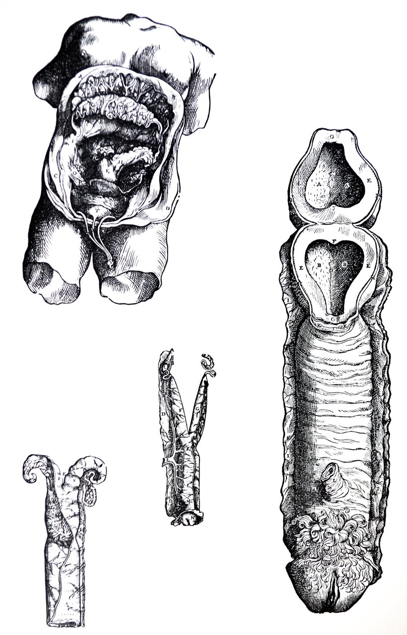 A lemezek a De Humani Corporis Fabrica ötödik könyvéből alkotó: Andreas Vesalius