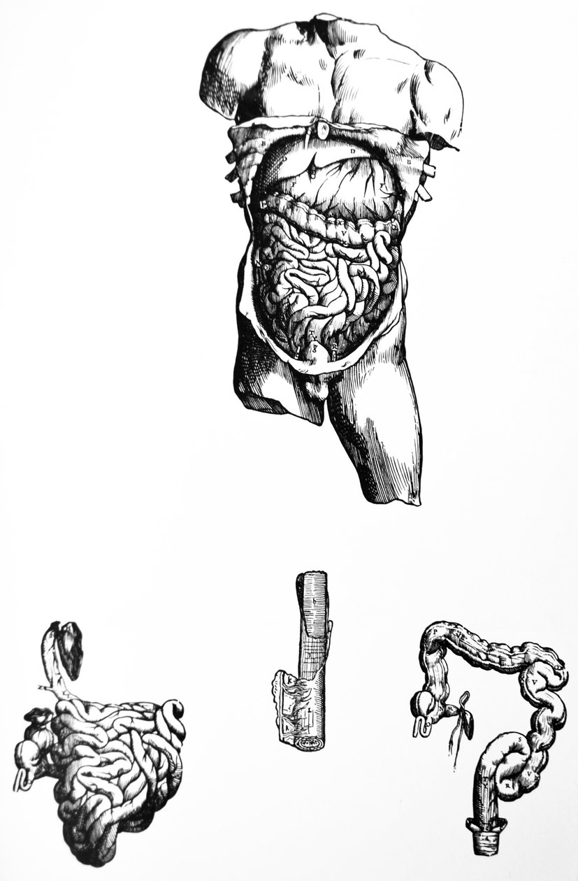 A lemezek a De Humani Corporis Fabrica ötödik könyvéből alkotó: Andreas Vesalius