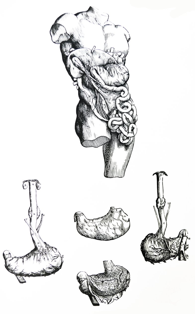 A lemezek a De Humani Corporis Fabrica ötödik könyvéből alkotó: Andreas Vesalius