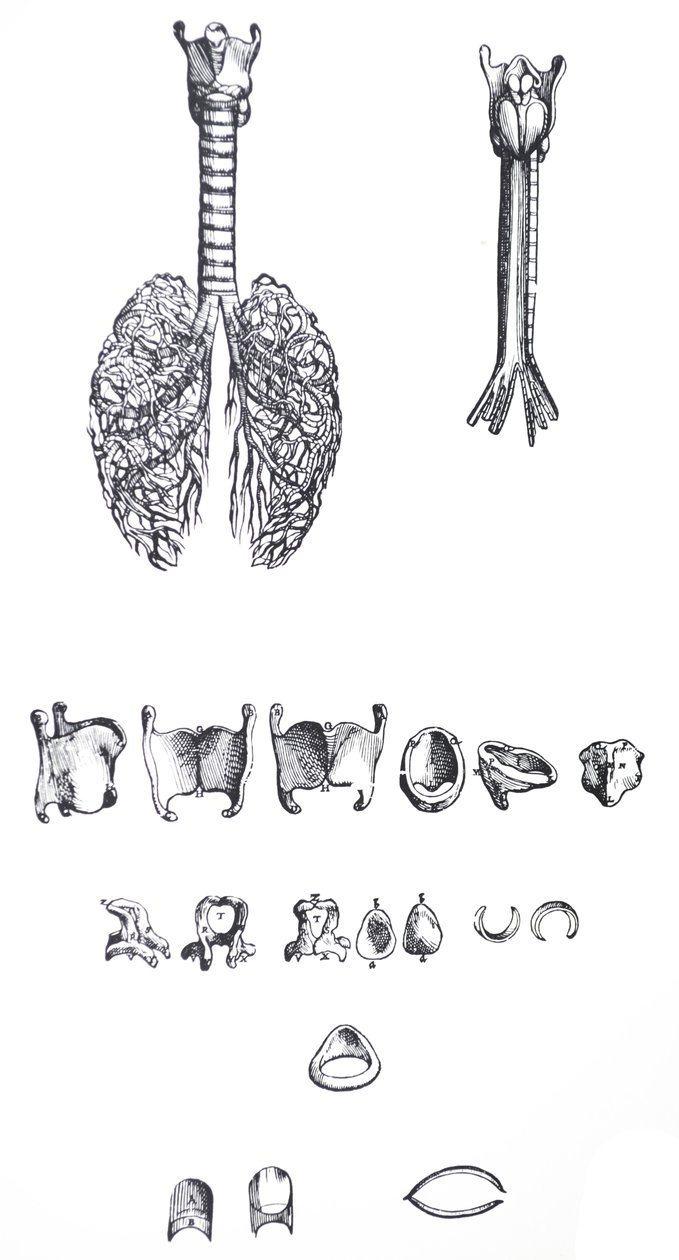 A tányérok a De Humani Corporis Fabrica első könyvéből alkotó: Andreas Vesalius