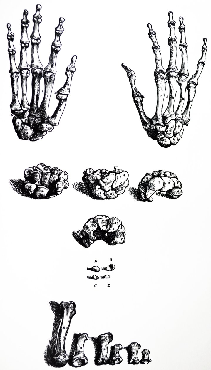 A De Humani Corporis Fabrica első könyvének táblái alkotó: Andreas Vesalius