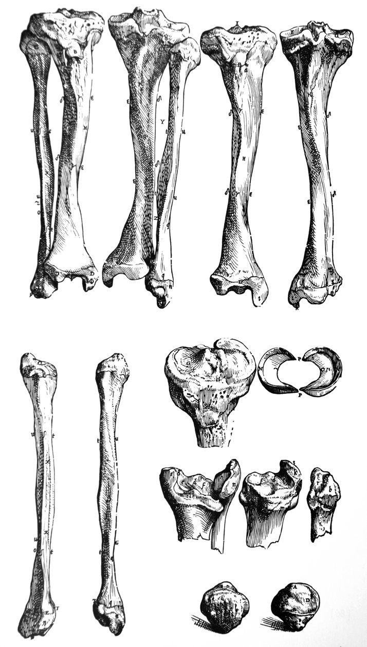 A tányérok a De Humani Corporis Fabrica első könyvéből alkotó: Andreas Vesalius