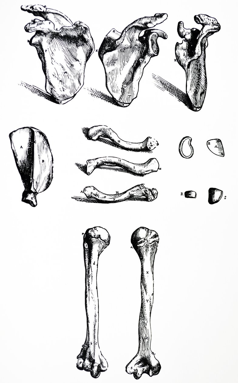 A tányérok a De Humani Corporis Fabrica első könyvéből alkotó: Andreas Vesalius