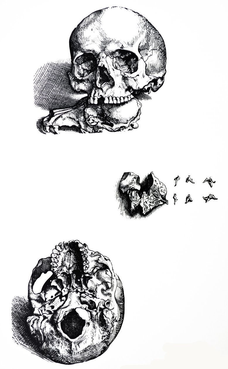 A tányérok a De Humani Corporis Fabrica első könyvéből alkotó: Andreas Vesalius
