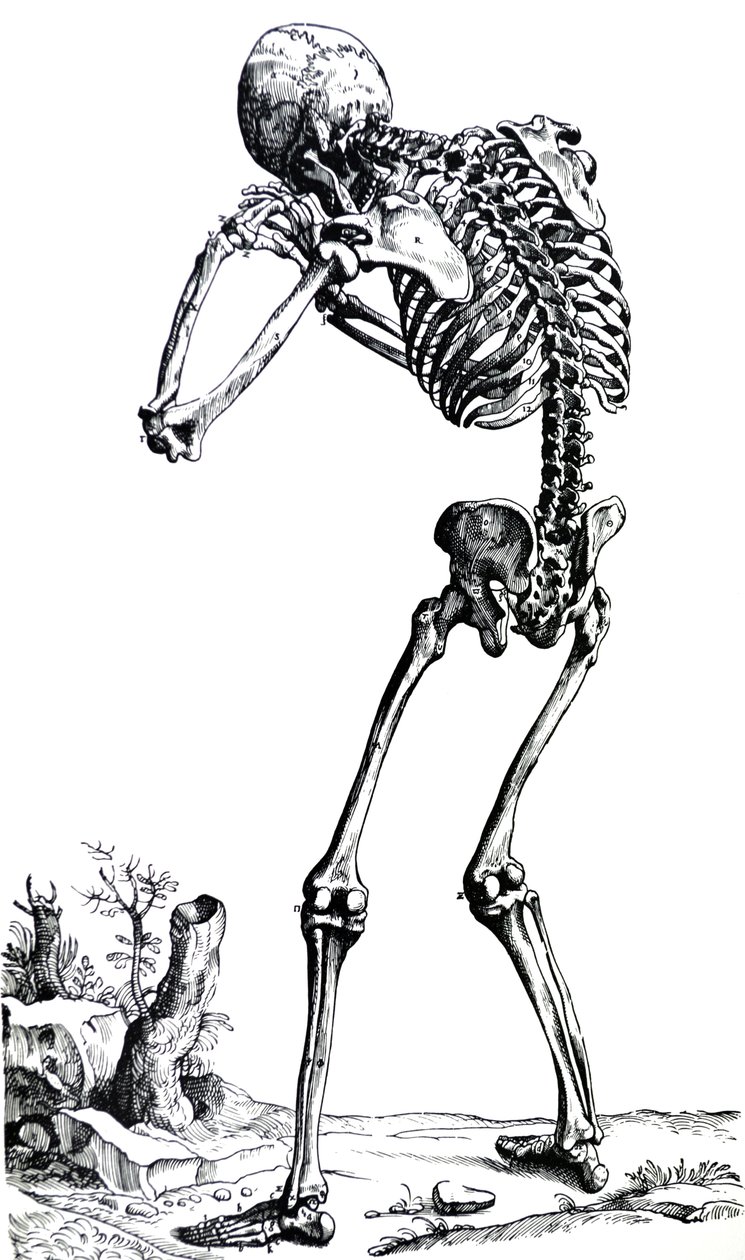 A tányérok a De Humani Corporis Fabrica első könyvéből alkotó: Andreas Vesalius