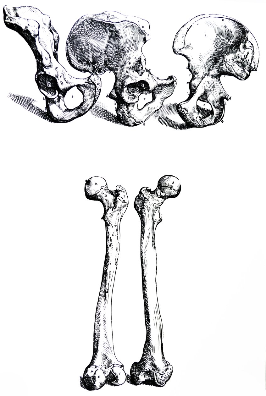 A tányérok a De Humani Corporis Fabrica első könyvéből alkotó: Andreas Vesalius