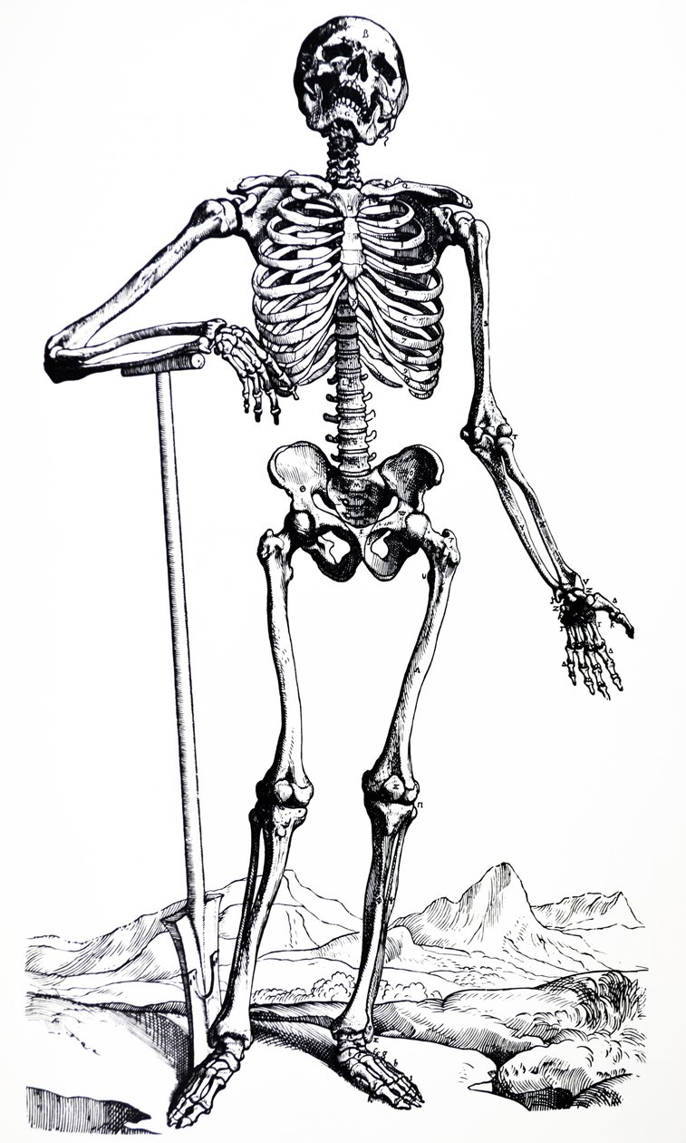 A tányérok a De Humani Corporis Fabrica első könyvéből alkotó: Andreas Vesalius