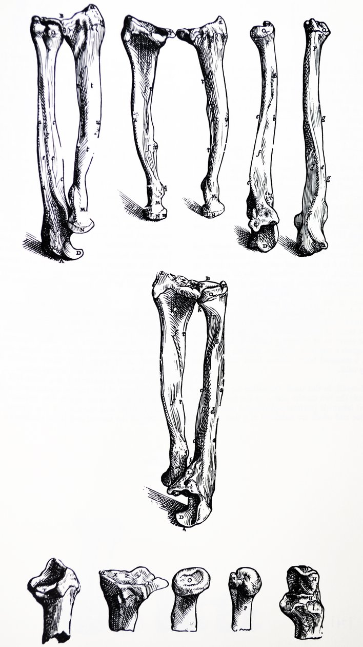 A tányérok a De Humani Corporis Fabrica első könyvéből alkotó: Andreas Vesalius