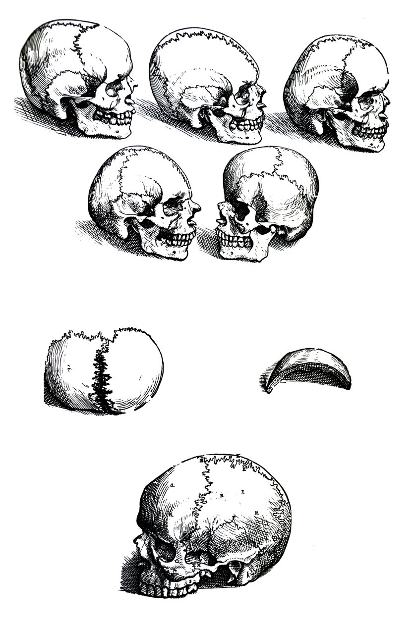 Andreas Vesalius (1514-1564) De Humani Corporis Fabrica című művének első könyvéből származó táblák. alkotó: Andreas Vesalius