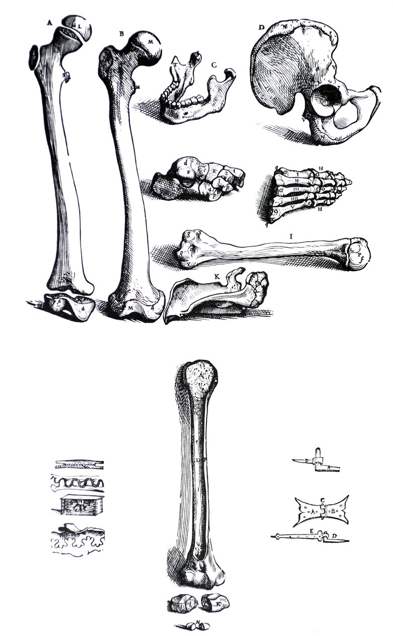 A tányérok Andreas Vesalius (1514-1564) De Humani Corporis Fabrica első könyvéből alkotó: Andreas Vesalius
