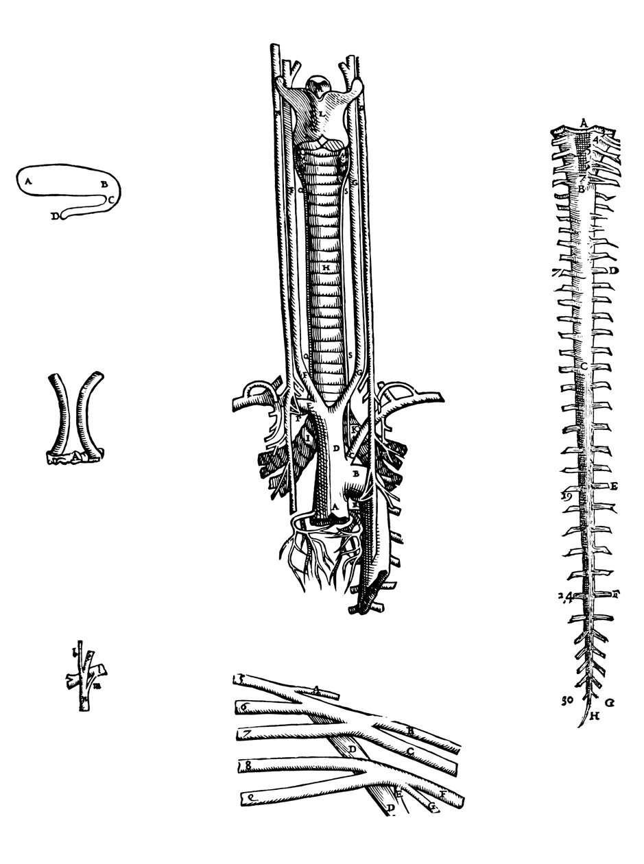 A tányérok a De Humani Corporis Fabrica negyedik könyvéből alkotó: Andreas Vesalius